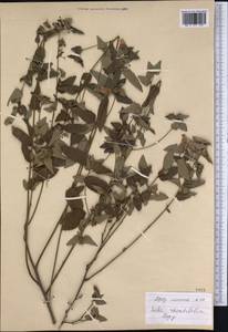 Sida rhombifolia L., America (AMER) (Peru)