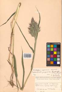 Calamagrostis purpurea (Trin.) Trin., Siberia, Russian Far East (S6) (Russia)