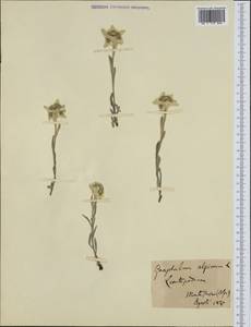 Leontopodium nivale subsp. alpinum (Cass.) Greuter, Western Europe (EUR) (Italy)