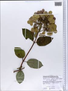 Hydrangea paniculata Siebold, Eastern Europe, Moscow region (E4a) (Russia)