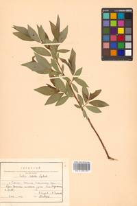 Salix rorida Laksch., Siberia, Russian Far East (S6) (Russia)