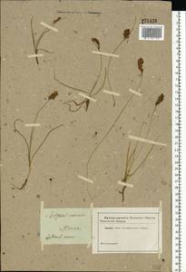 Blysmus compressus (L.) Panz. ex Link, Eastern Europe, Moscow region (E4a) (Russia)