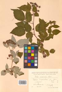 Rubus idaeus subsp. melanolasius Focke, Siberia, Russian Far East (S6) (Russia)