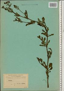 Jacobaea erratica (Bertol.) Fourr., Caucasus (no precise locality) (K0)