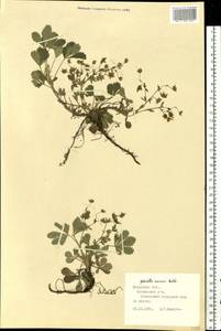 Potentilla cinerea subsp. incana (G. Gaertn., B. Mey. & Scherb.) Asch., Eastern Europe, Central region (E4) (Russia)