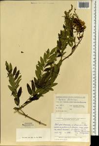 Sophora flavescens Aiton, South Asia, South Asia (Asia outside ex-Soviet states and Mongolia) (ASIA) (China)