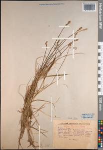 Carex iljinii V.I.Krecz., Siberia, Altai & Sayany Mountains (S2) (Russia)