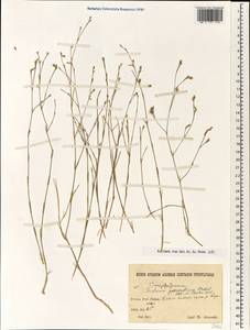 Bufonia tenuifolia, South Asia, South Asia (Asia outside ex-Soviet states and Mongolia) (ASIA) (Iran)