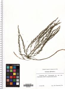 Asparagus officinalis L., Eastern Europe, Middle Volga region (E8) (Russia)
