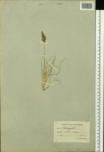 Calamagrostis, Siberia, Chukotka & Kamchatka (S7) (Russia)