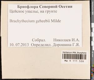 Brachythecium geheebii Milde, Bryophytes, Bryophytes - North Caucasus & Ciscaucasia (B12) (Russia)