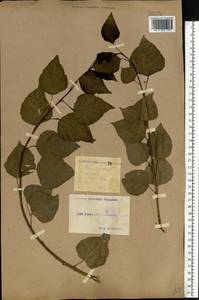 Populus nigra L., Eastern Europe, South Ukrainian region (E12) (Ukraine)