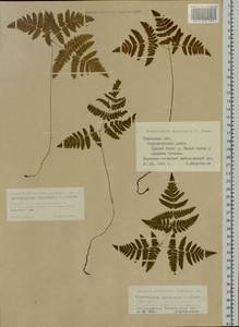 Gymnocarpium dryopteris (L.) Newman, Siberia, Western Siberia (S1) (Russia)