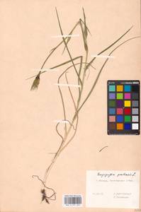 Tragopogon pratensis L., Eastern Europe, Moscow region (E4a) (Russia)