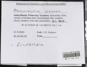 Drummondia sinensis Müll. Hal., Bryophytes, Bryophytes - Russian Far East (excl. Chukotka & Kamchatka) (B20) (Russia)