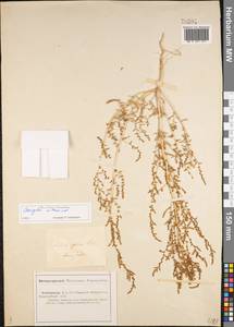 Nitrosalsola nitraria (Pall.) Tzvelev, Middle Asia, Caspian Ustyurt & Northern Aralia (M8) (Kazakhstan)