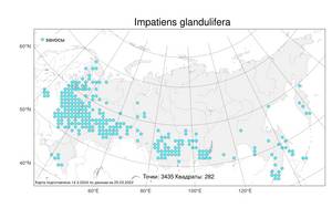Impatiens glandulifera Royle, Atlas of the Russian Flora (FLORUS) (Russia)