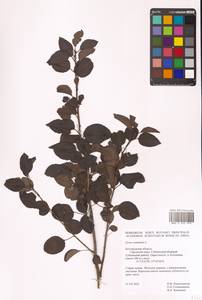 Pyrus communis L., Eastern Europe, Central forest-and-steppe region (E6) (Russia)