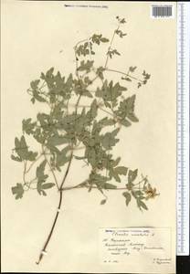 Clematis orientalis L., Middle Asia, Western Tian Shan & Karatau (M3) (Kazakhstan)