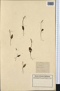 Ophioglossum vulgatum L., Western Europe (EUR) (Germany)