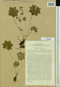 Alchemilla stellaris Juz., Eastern Europe, Volga-Kama region (E7) (Russia)