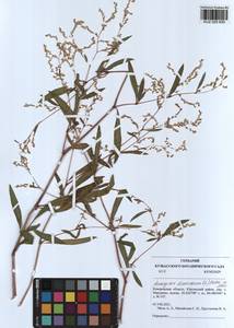 Koenigia divaricata (L.) T. M. Schust. & Reveal, Siberia, Altai & Sayany Mountains (S2) (Russia)