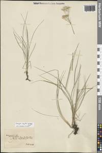 Eremogone longifolia (M. Bieb.) Fenzl, Eastern Europe, South Ukrainian region (E12) (Ukraine)