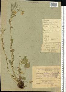 Barbarea vulgaris W. T. Aiton, Eastern Europe, Eastern region (E10) (Russia)