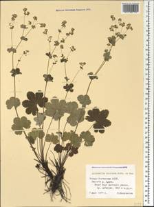 Alchemilla sericata Rchb., Caucasus, North Ossetia, Ingushetia & Chechnya (K1c) (Russia)