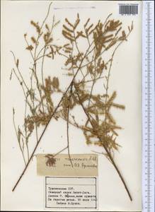 Tamarix ramosissima Ledeb., Middle Asia, Kopet Dag, Badkhyz, Small & Great Balkhan (M1) (Turkmenistan)
