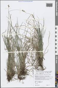 Carex amgunensis F.Schmidt, Siberia, Baikal & Transbaikal region (S4) (Russia)