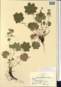 Alchemilla schistophylla Juz., Eastern Europe, Middle Volga region (E8) (Russia)