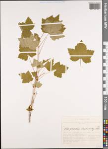 Ribes spicatum subsp. lapponicum Hyl., Siberia, Altai & Sayany Mountains (S2) (Russia)