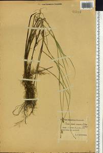 Carex pseudocuraica F.Schmidt, Siberia, Yakutia (S5) (Russia)