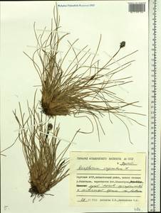 Eriophorum vaginatum L., Siberia, Yakutia (S5) (Russia)