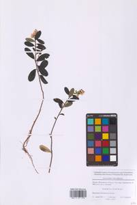 Vaccinium vitis-idaea L., Eastern Europe, Moscow region (E4a) (Russia)