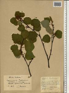 Betula pubescens var. pumila (Zanoni ex Murray) Govaerts, Eastern Europe, Northern region (E1) (Russia)