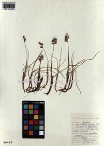 Anthoxanthum monticola (Bigelow) Veldkamp, Siberia, Altai & Sayany Mountains (S2) (Russia)