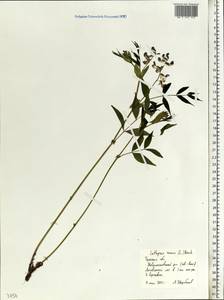 Lathyrus vernus (L.) Bernh., Eastern Europe, Central region (E4) (Russia)