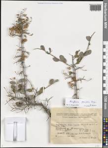 Atraphaxis pyrifolia Bunge, Middle Asia, Western Tian Shan & Karatau (M3) (Tajikistan)