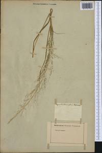 Poaceae, Western Europe (EUR) (Not classified)