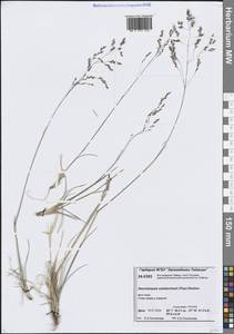 Deschampsia cespitosa subsp. cespitosa, Siberia, Central Siberia (S3) (Russia)