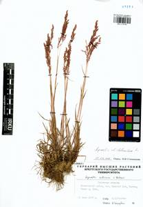 Agrostis stolonifera L., Siberia, Baikal & Transbaikal region (S4) (Russia)