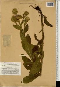 Inula thapsoides (M. Bieb.) Spreng., Caucasus, Krasnodar Krai & Adygea (K1a) (Russia)