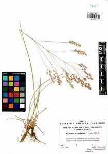 Arctopoa schischkinii (Tzvelev) Prob., Siberia, Baikal & Transbaikal region (S4) (Russia)