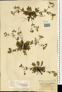 Potentilla sericea L., Mongolia (MONG) (Mongolia)