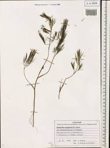 Oenanthe aquatica (L.) Poir., Eastern Europe, Central forest region (E5) (Russia)