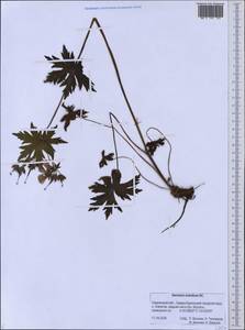 Geranium erianthum DC., Siberia, Russian Far East (S6) (Russia)