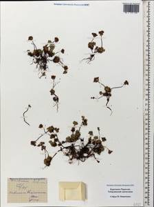 Androsace chamaejasme subsp. lehmanniana (Spreng.) Hultén, Caucasus, Stavropol Krai, Karachay-Cherkessia & Kabardino-Balkaria (K1b) (Russia)