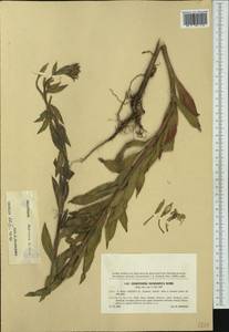 Oenothera villosa subsp. villosa, Western Europe (EUR) (Slovakia)